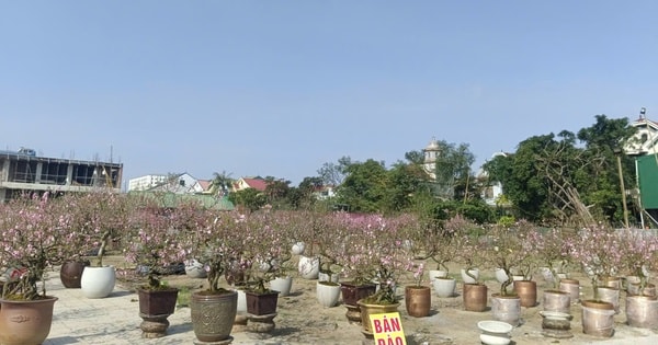 VIDEO: Hàng ngàn cây hoa đào nở sớm, người bán hạ giá nhưng vẫn vắng khách mua
