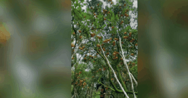 CLIP: Nhà vườn tất bật thu hoạch quýt hồng Lai Vung ngày cuối để đón Tết