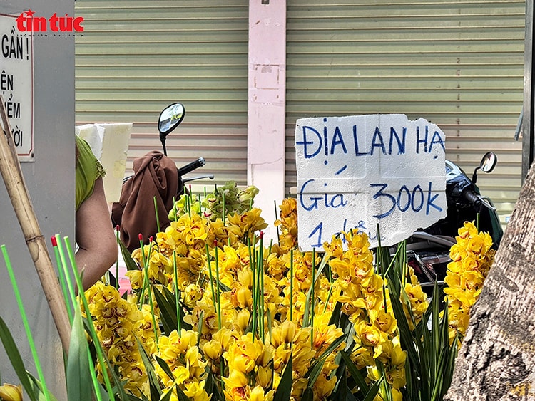 Đào quất 'sập sàn' chiều 29 Tết, người dân Hà Nội đổ xô săn hàng giảm giá