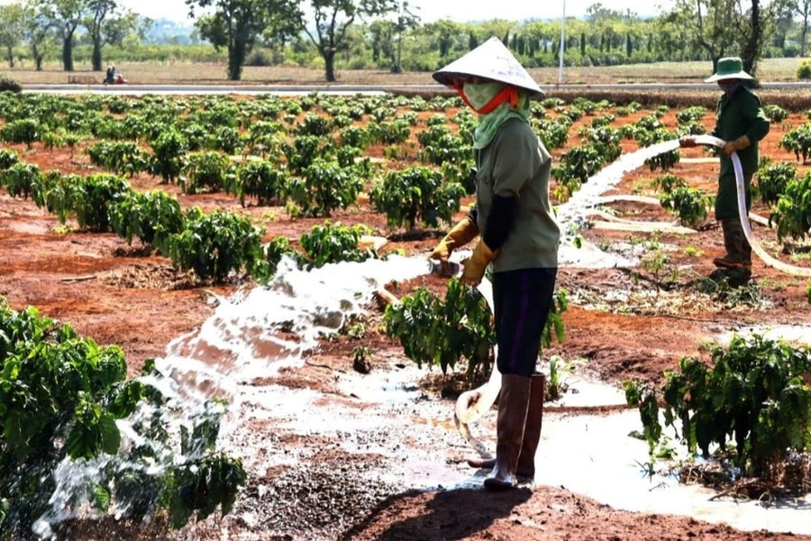 Sát Tết, nông dân vẫn bám rẫy, hối hả tưới cà phê vì lo hạn