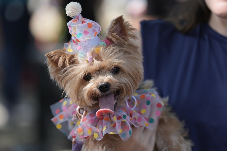 Chó cưng khuấy động lễ hội Rio Carnival