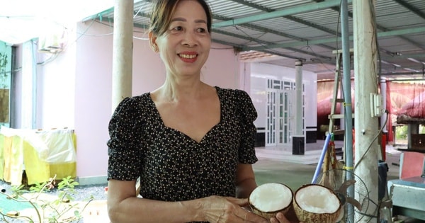 CLIP: Đánh liều mua 800.000 đồng/cây giống đặc sản, nhà vườn ở Cần Thơ thắng lớn