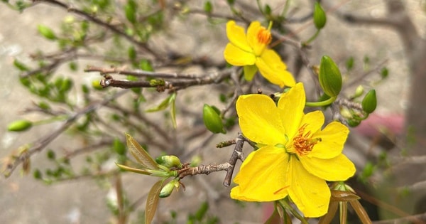 Một mùa Tết được định giá trong vườn mai