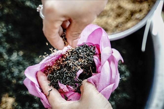 Trà sen Tây Hồ - hương vị bản sắc văn hóa Việt độc đáo