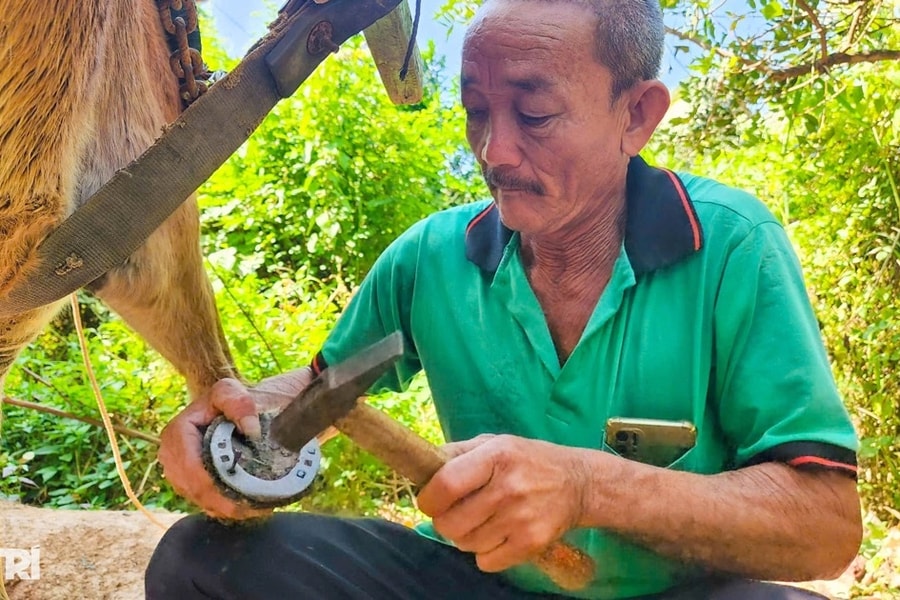 Chuyện phu xe gần ba thập kỷ đóng “giày sắt” cho ngựa