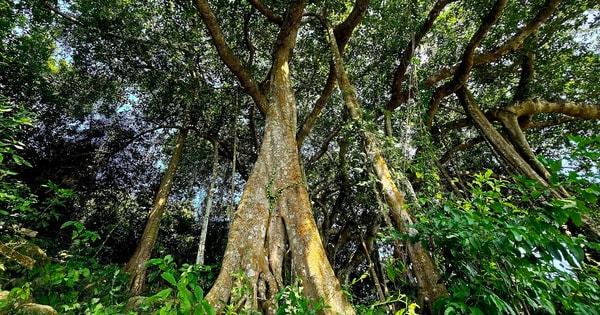 Dưới tán cây đa nghìn năm ở Sơn Trà, du khách nghe rừng "kể chuyện"