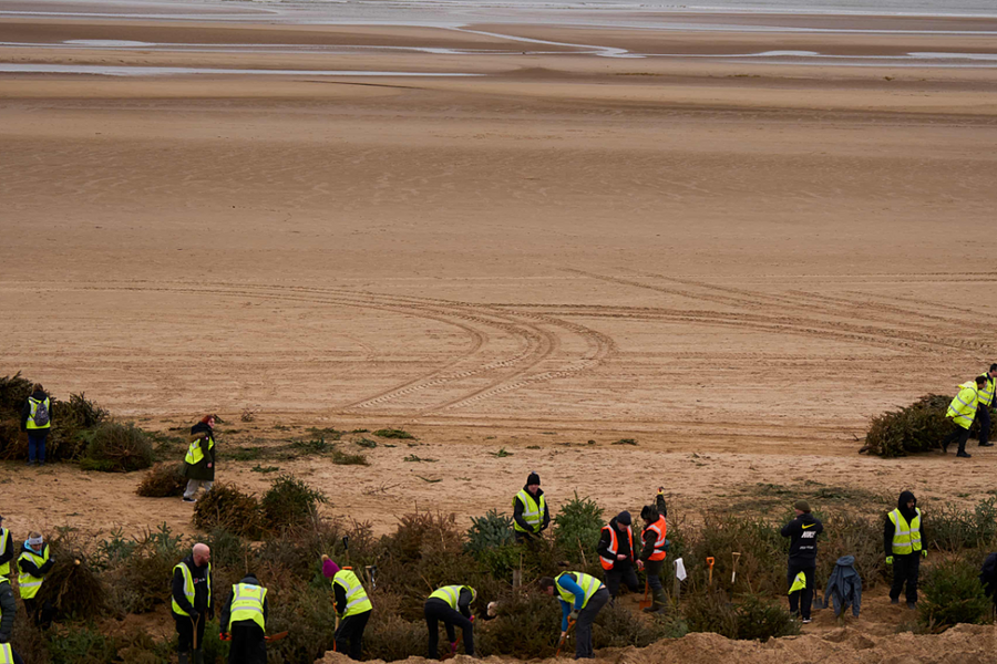 Dựng 2.000 cây thông lễ hội bỏ đi thành lũy chắn sóng