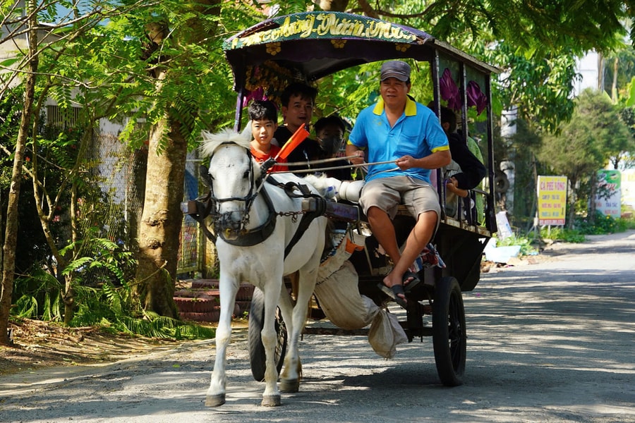 Nuôi ngựa cỏ, cải tiến xe thổ mộ làm du lịch ở cồn Thới Sơn