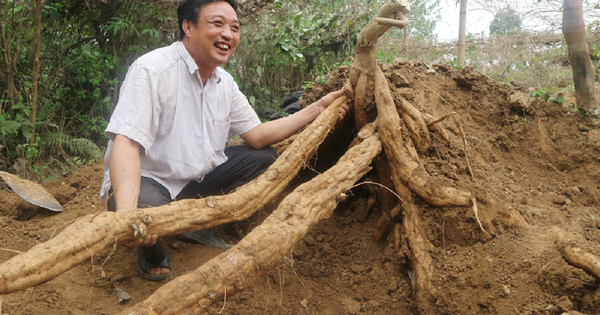 2 loại củ giải rượu cực tốt, nhất cái số 1 ở Việt Nam có đầy