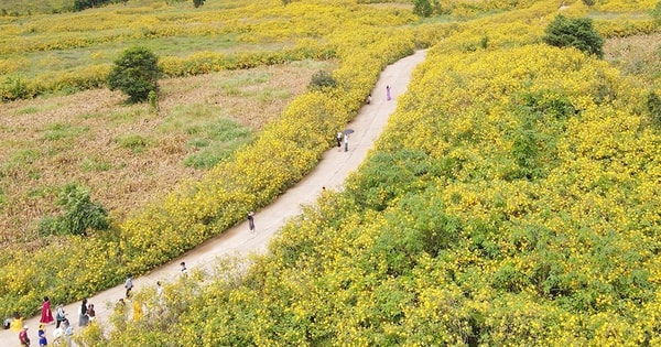 Đến Gia Lai ngắm hoa Dã quỳ ở núi lửa đẹp top 10 thế giới