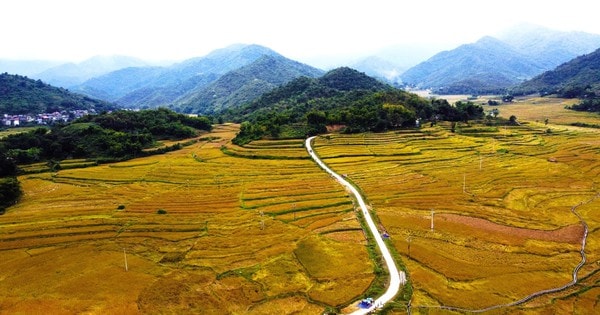 Loại cây đặc sản vào vụ, nhuộm vàng bản làng vùng cao xứ Thanh