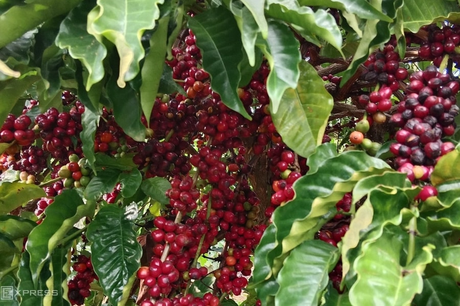 Nhiều nông dân trúng đậm nhờ giá cà phê, sầu riêng neo cao