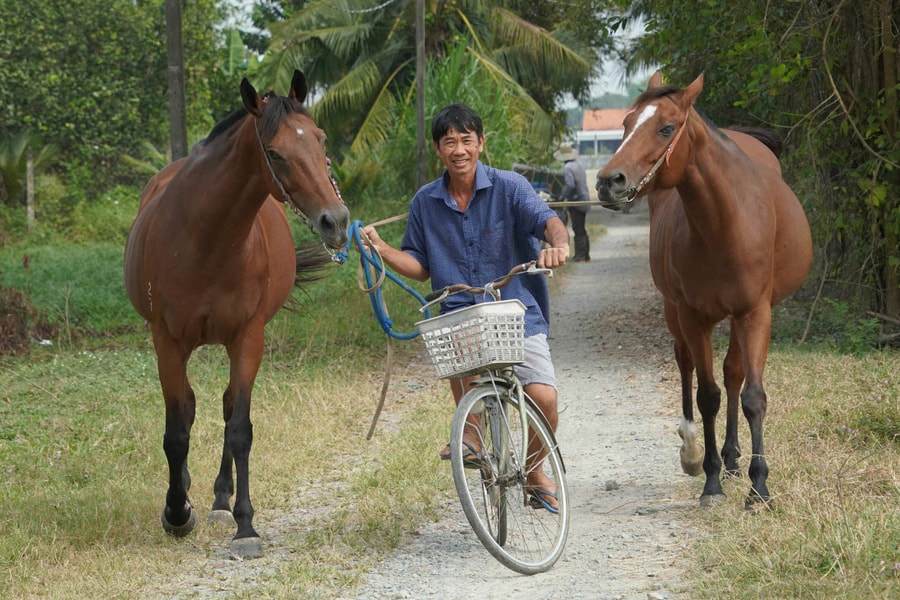 Những chiến mã cuối cùng ở 'thủ phủ' ngựa đua Đức Hòa