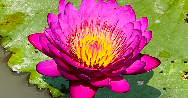 Bất ngờ mô hình trồng hoa súng kiểng trong vườn sầu riêng, tăng thu nhập kép ở Cần Thơ