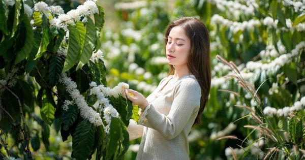 Mê mẩn mùa hoa cà phê ở Tây Nguyên