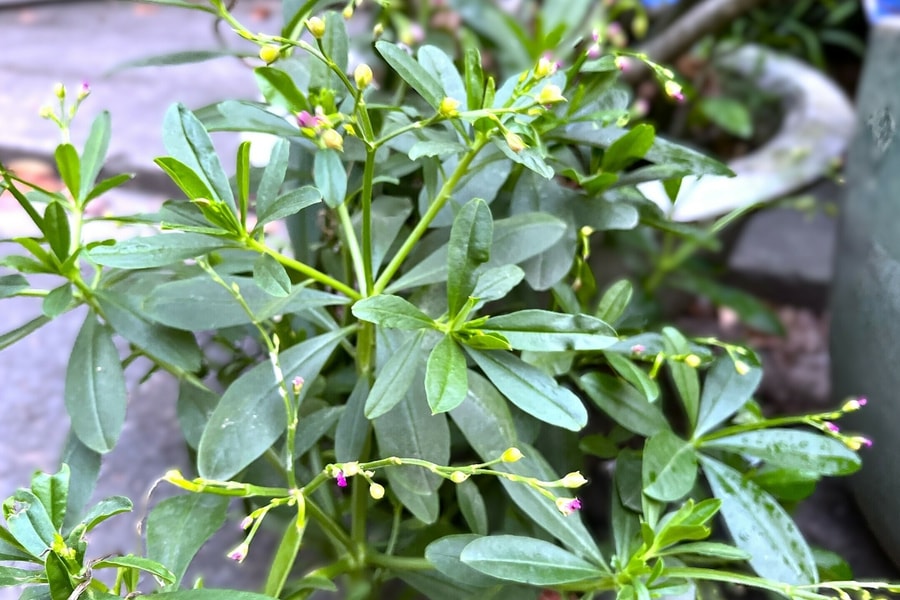 Ăn rau lá sâm đất có giúp bổ gan?