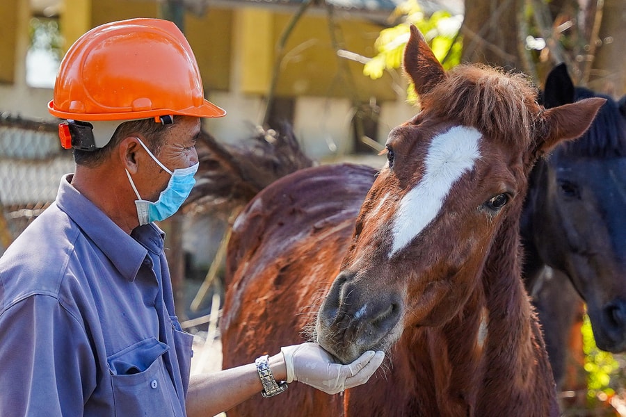 Trại ngựa 130 năm tuổi cung cấp huyết thanh cứu người ở Khánh Hòa