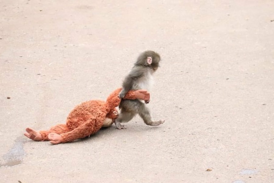 Khỉ con bị mắng gây sốt mạng xã hội