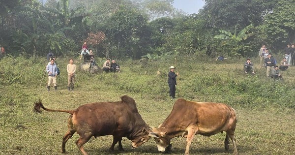 Ngày xuân, lên lưng chừng núi xem người Mông chọi bò