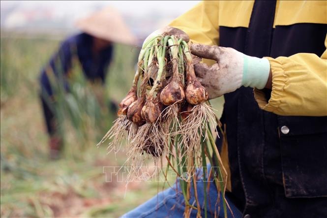 Tìm hướng phát triển cho 'thủ phủ' hành, tỏi ở miền Bắc