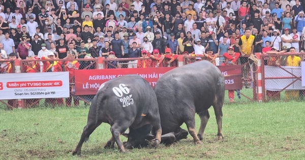 "Ông trâu" số 06 giành chức vô địch lễ hội chọi trâu truyền thống Đồ Sơn 2025