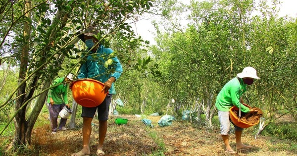 Giá quýt hồng Lai Vung giảm mạnh sau vụ Tết