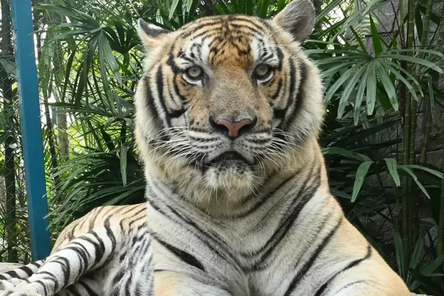 Dịch bệnh bùng phát, 72 con hổ chết ở Thái Lan