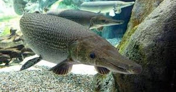 Sở Y tế Thanh Hóa thông tin vụ nghi ngộ độc do ăn thịt, trứng cá cảnh