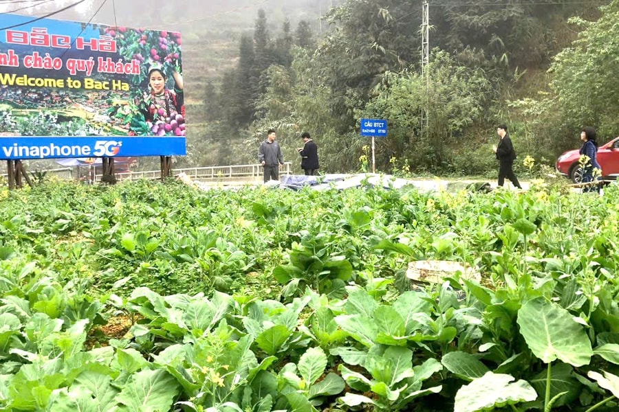 Du khách ‘lạc lối’ trong sắc hoa xuân cao nguyên trắng Bắc Hà