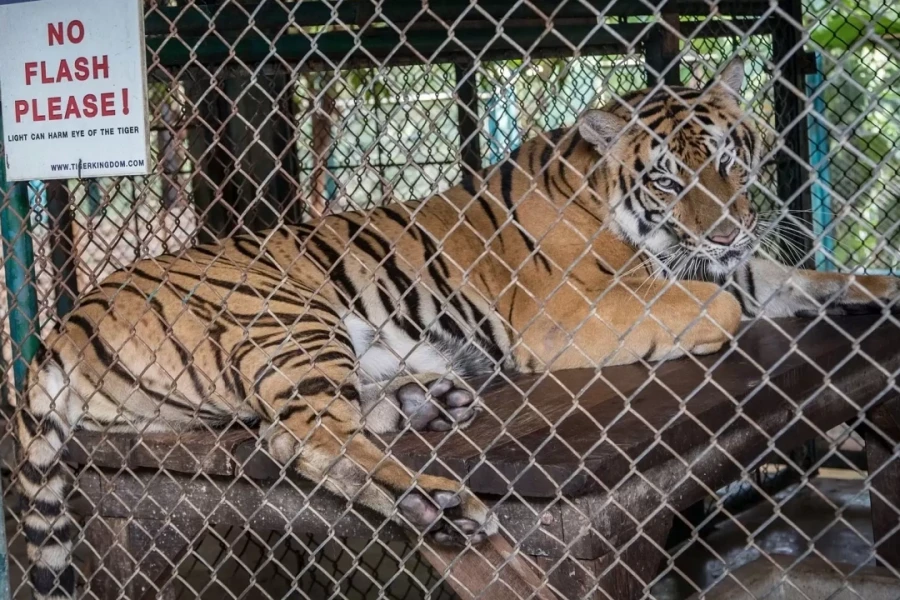 72 con hổ chết tại khu du lịch Thái Lan