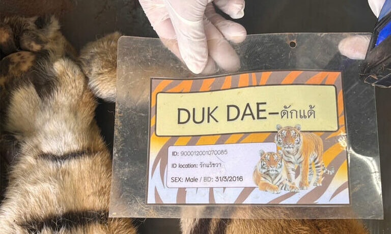 Thái Lan giám sát sức khỏe 108 người sau vụ 72 con hổ chết hàng loạt