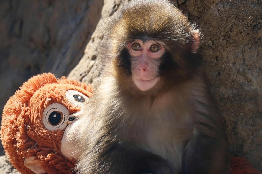 Lý do 'khỉ con ôm thú bông' ở Nhật Bản bị mẹ bỏ rơi