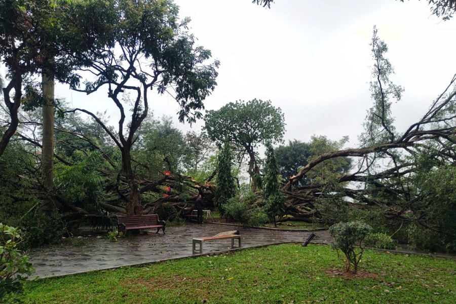 Cây đổ đè trúng hai người ở Hà Nội