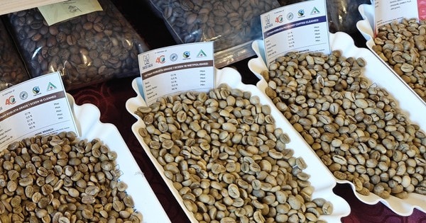 Giá cà phê hôm nay 24-2: Đi xuống, ông lớn cà phê than giá cao