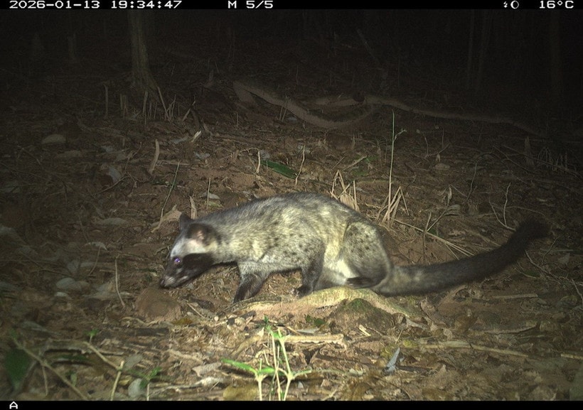 Ghi nhận 27 loài động vật hoang dã trong rừng bảo vệ cảnh quan di tích Văn hóa thế giới Mỹ Sơn