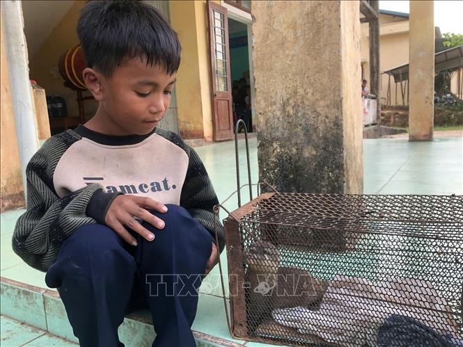 Quảng Trị tiếp nhận cá thể rái cá quý hiếm