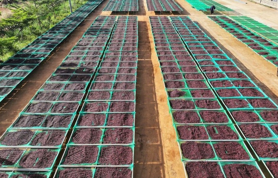 Tái cấu trúc nông nghiệp Tây Nguyên - Bài 1: Chuẩn hóa chất lượng chế biến, xuất khẩu nông sản