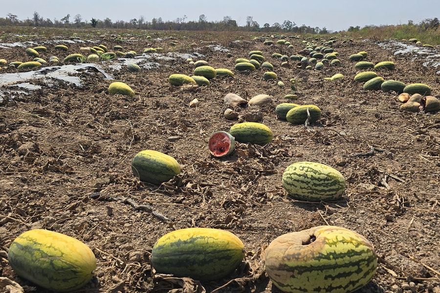 Hơn 200 tấn dưa hấu bỏ thối vì 'không đạt năng suất cam kết'
