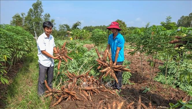 Đánh thức tiềm năng ngành sắn trong chuỗi giá trị nông nghiệp hiện đại