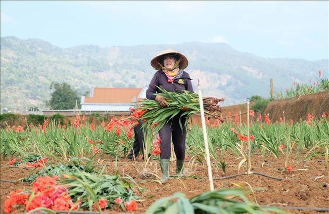 Hoa lay ơn Tết nở muộn đầy đồng, nông dân phải nhổ bỏ