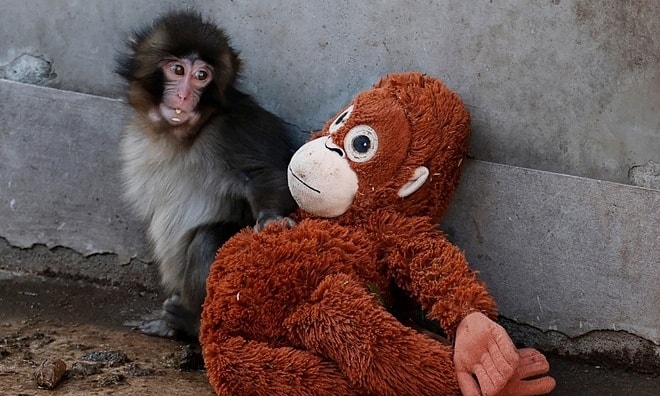 Chú khỉ 'cô đơn' khiến khách đổ đến vườn thú Nhật Bản