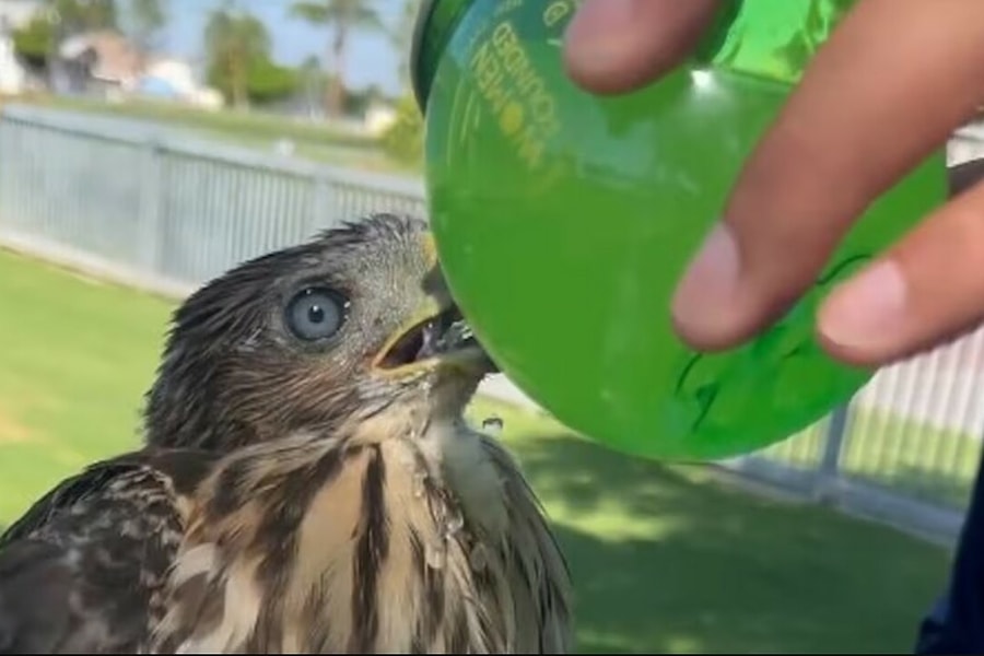 Người đàn ông bị kết án tù vì cho chim ưng uống đồ có cồn