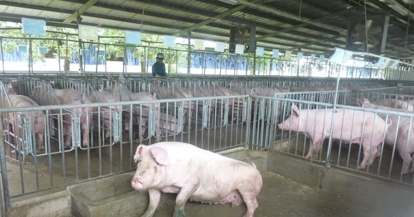 Giá heo hơi hôm nay, 26-2: Bất ngờ giá heo hơi miền Bắc