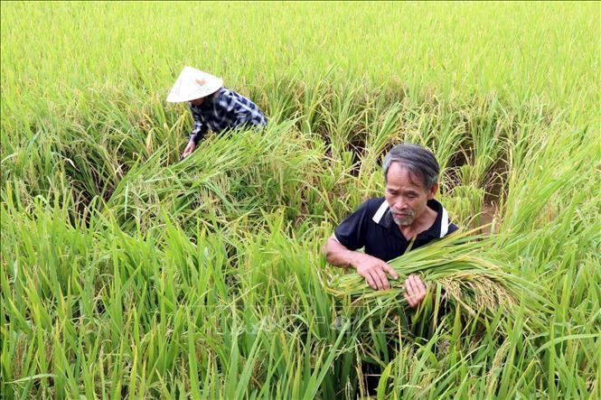 Thúc đẩy chuỗi lúa gạo giảm phát thải phía Bắc