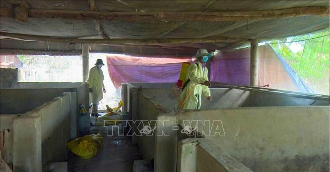 Tây Ninh chủ động khoanh vùng, xử lý các ổ dịch tả lợn châu Phi