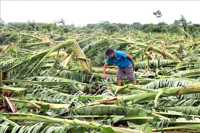 Đề xuất nâng hỗ trợ phí bảo hiểm nông nghiệp lên tới 95% cho hộ nghèo