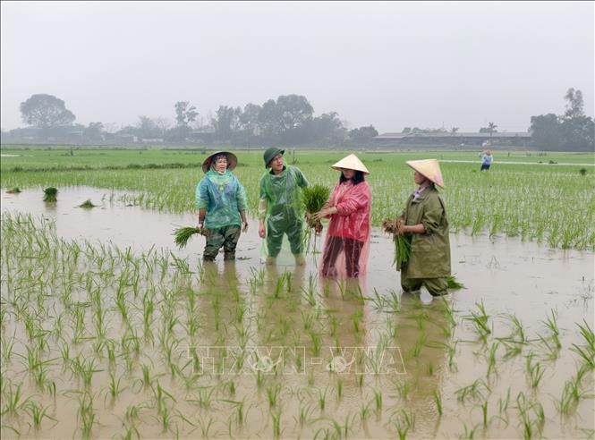 Tranh thủ mưa Xuân thuận lợi, nông dân hối hả xuống đồng gieo cấy