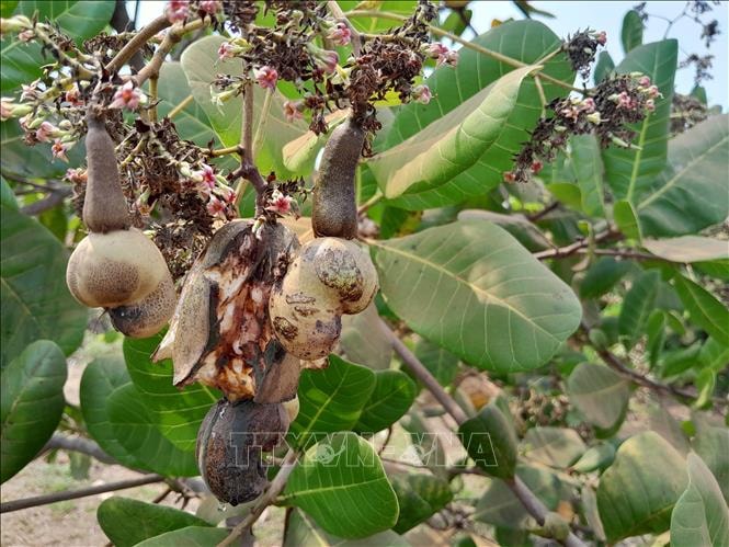 Thời tiết bất thường 'đe dọa' thủ phủ điều ở Đồng Nai