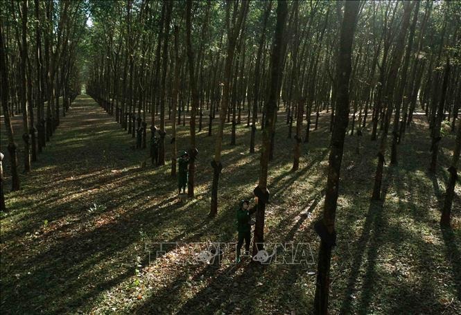 Quy định vận hành Hệ thống đăng ký quốc gia về hạn ngạch phát thải và tín chỉ carbon