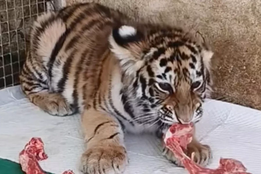 Sở thú dùng video hổ chết để kêu gọi quyên góp